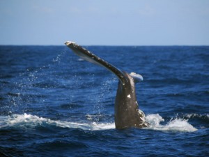 Whale Flukes