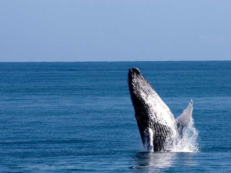 Whale Breaching