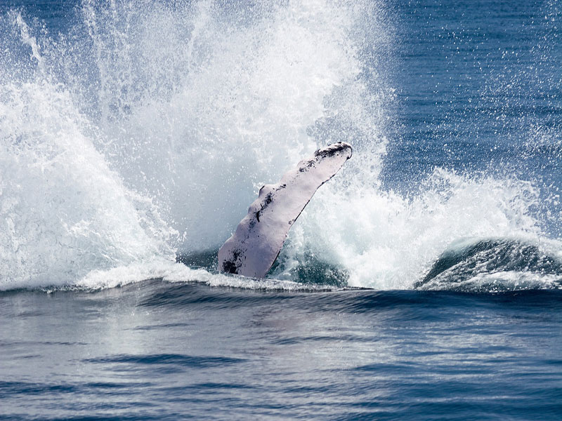 Whale Fin Flap