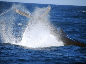 Whale Lobtailing